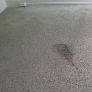 Why do spots return on my carpet?
