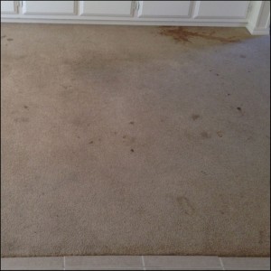 carpet stained 2