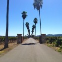 cleaning sisal carpet - Round Pond Estate Winery in Rutherford - Napa Valley CA