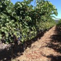 cleaning sisal carpet - Round Pond Estate Winery in Rutherford - Napa Valley CA