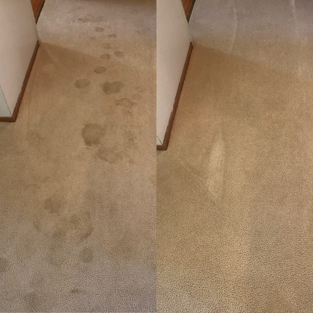 carpet cleaning Santa Rosa before and after