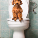 dog pee on carpet, pet carpet cleaner