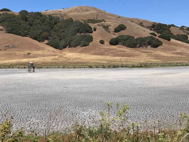 drought dries up Lake Laguna in Marin County. photo by Dave Weidlich. Save water! 