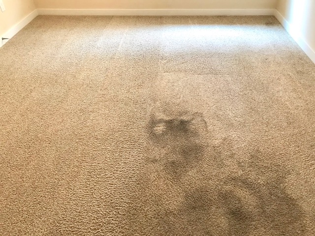 Restoring carpet with deep cleaning