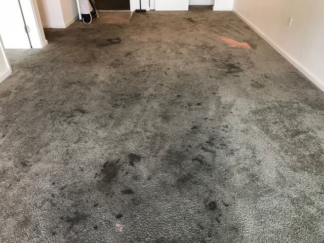 Can you clean this carpet? 